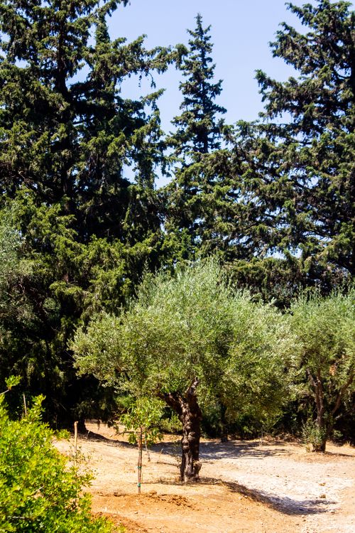 Free Peaceful olive grove surrounded by tall cypress trees on a sunny day. Stock Photo