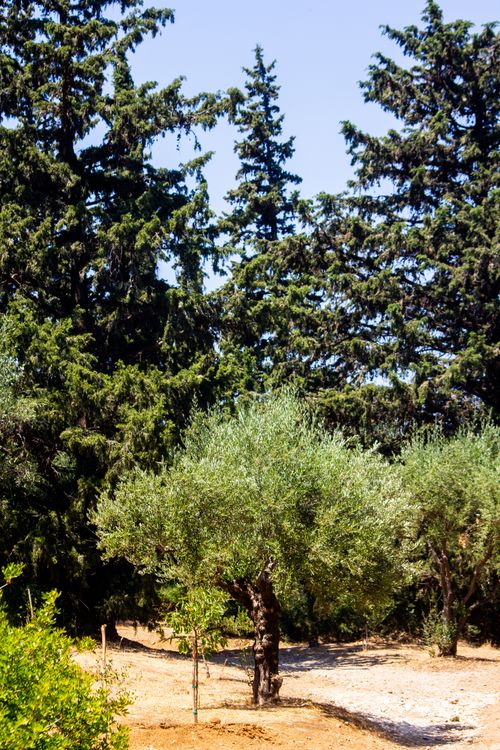 Free Cypress and olive trees in a sunny outdoor setting, perfect for nature or travel themes. Stock Photo
