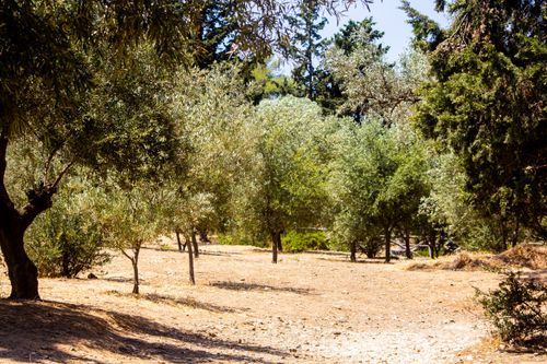 Free Lush olive trees in a sunlit grove during a bright summer day. Stock Photo