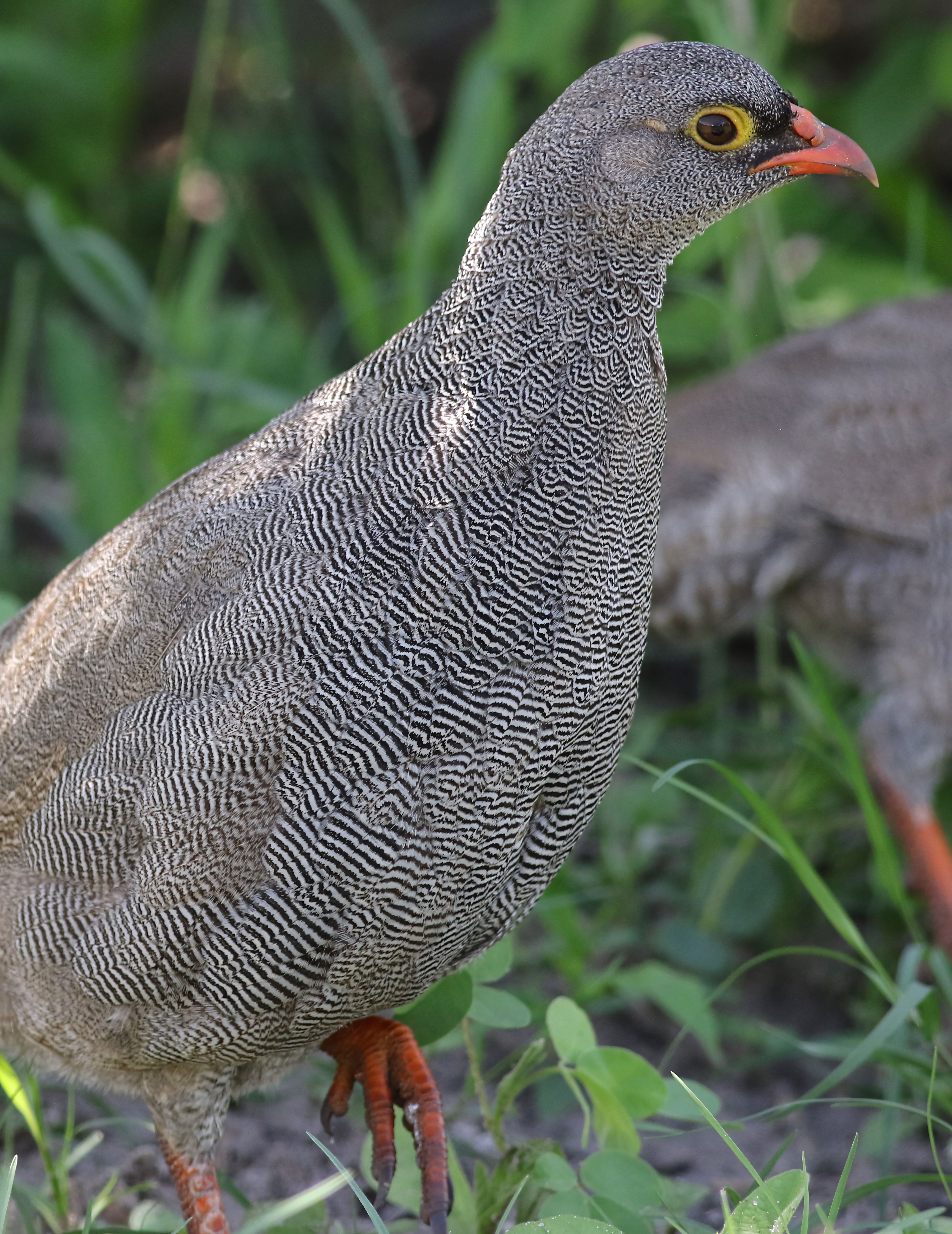 Close-up of a red-billed spurfowl (Pternistis adspersus) at Chobe National Park in Botswana, highlighting its distinctive feather pattern.