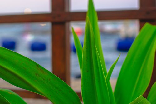 Free stock photo of amazing, flower, green Stock Photo