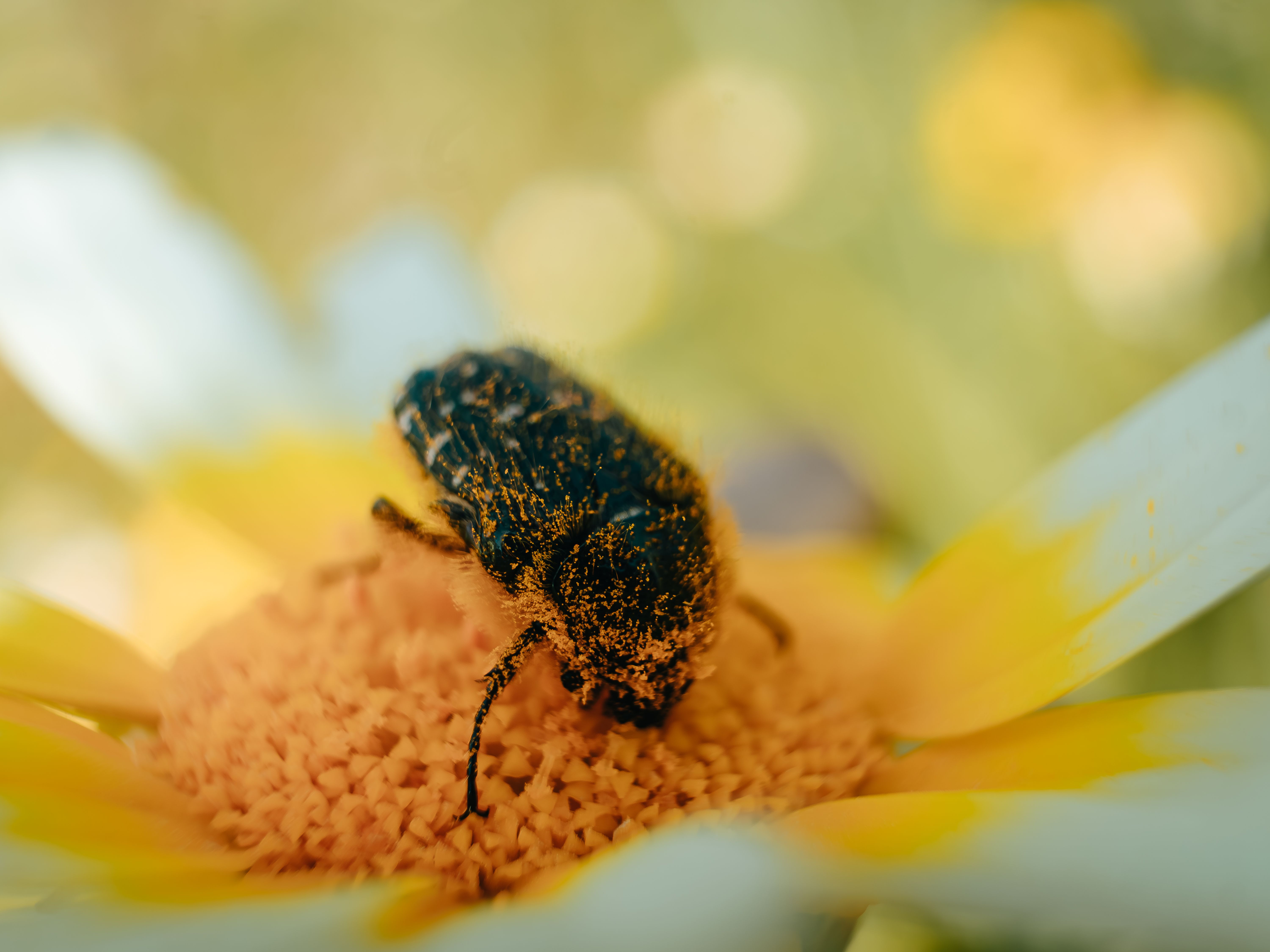 Le pollen frais booste votre immunité matinale