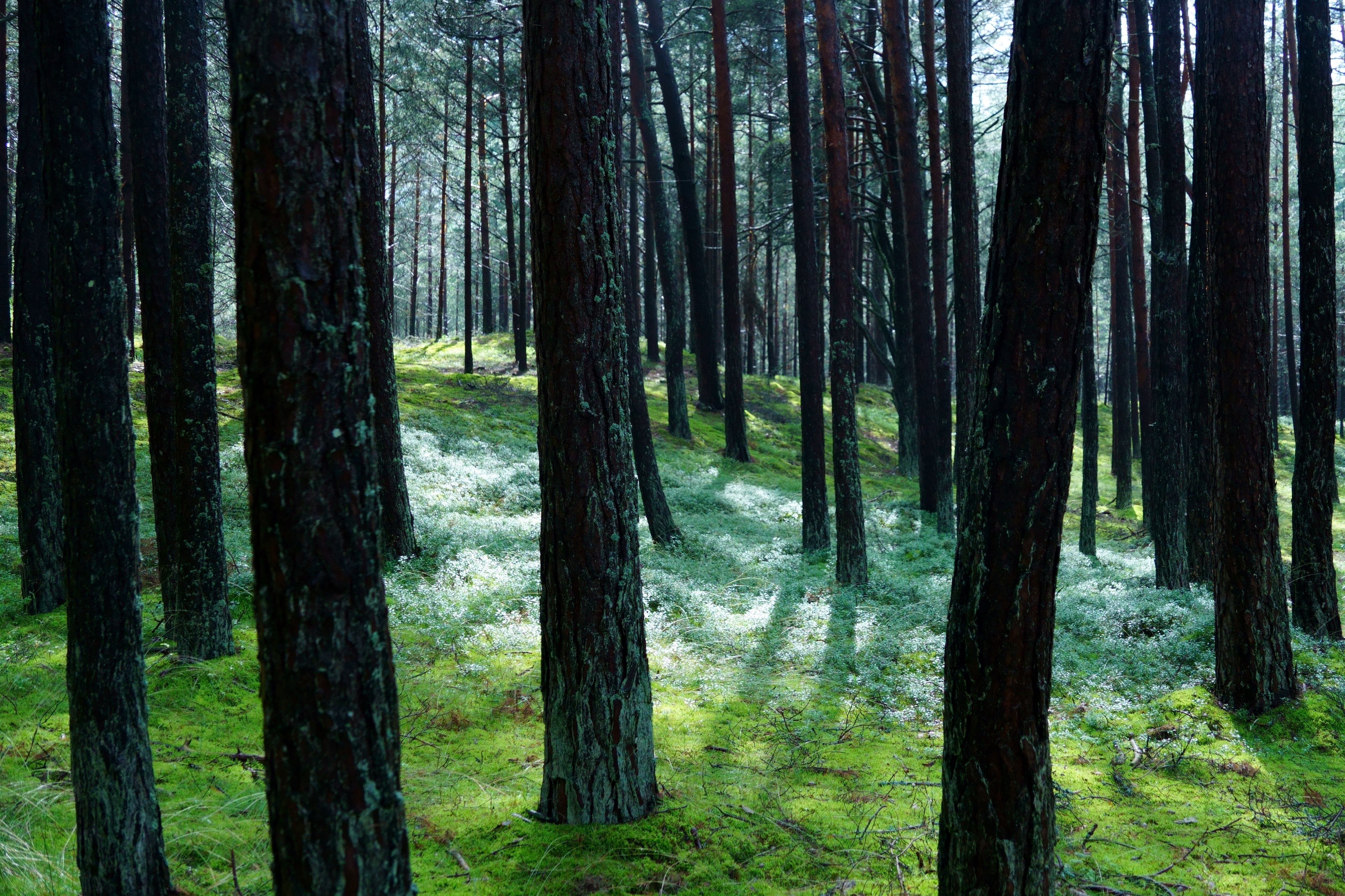 Serene Pine Forest in Lithuania with Soft Sunlight · Free Stock Photo