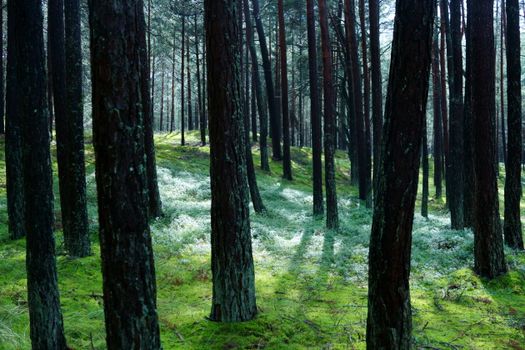 A tranquil pine forest in Lithuania with sunlight filtering through the trees, creating a peaceful atmosphere.