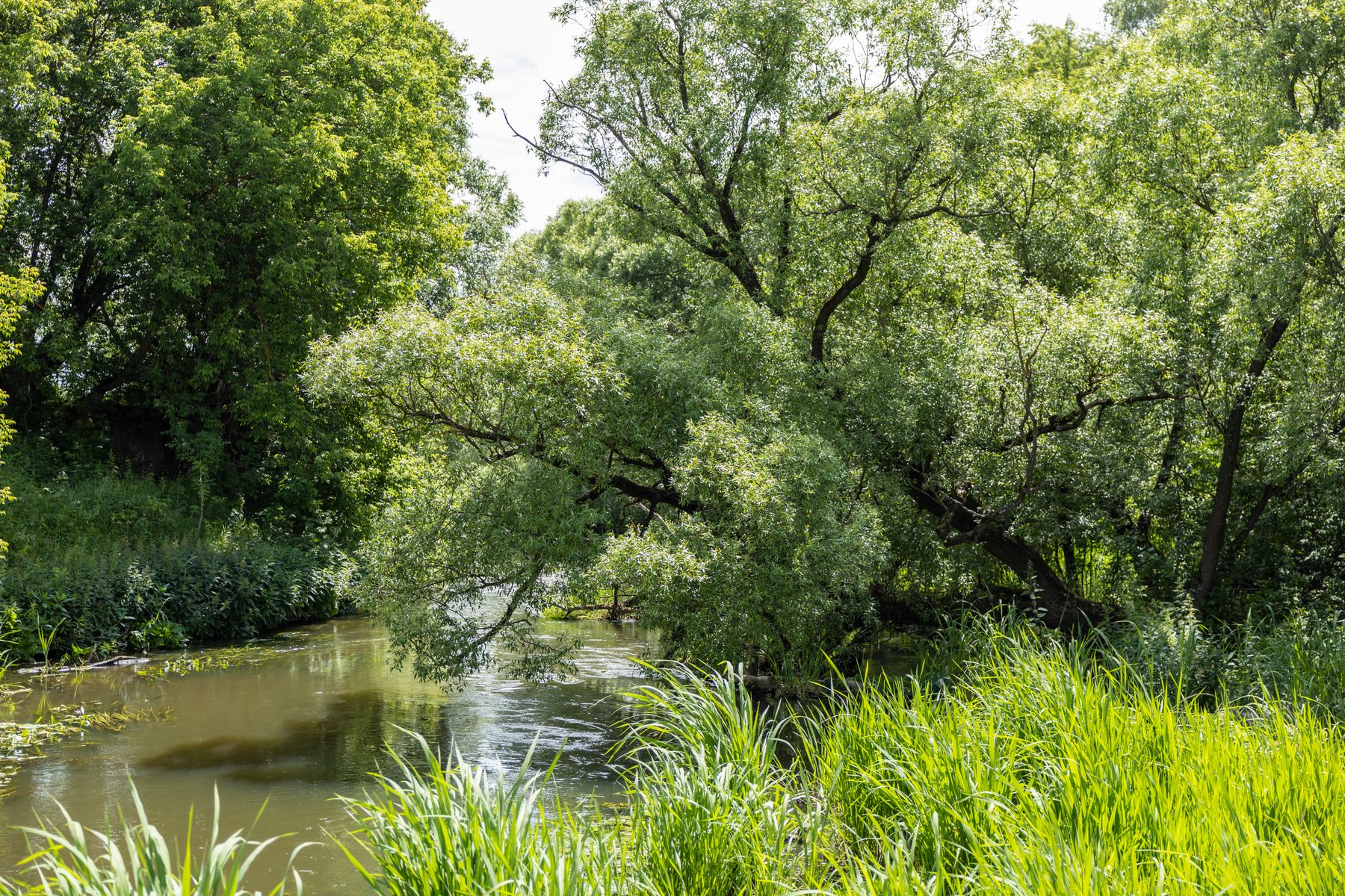 Family-Friendly Walks Along the Kennet Near Reading