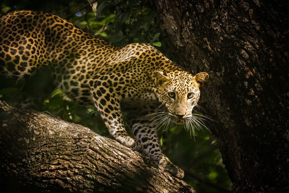 Overtourism in Sri Lanka’s Yala National Park Endangers Leopard Population