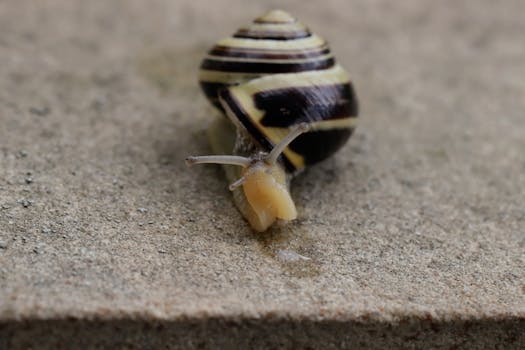 A close-up shot of a yellow and black striped snail crawling on a textured concrete surface.