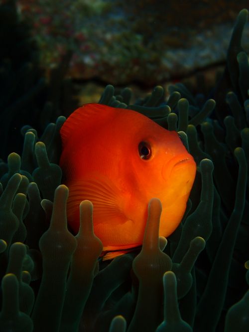 Free Close-up of a vivid orange clownfish nestled within green sea anemone tentacles underwater. Stock Photo