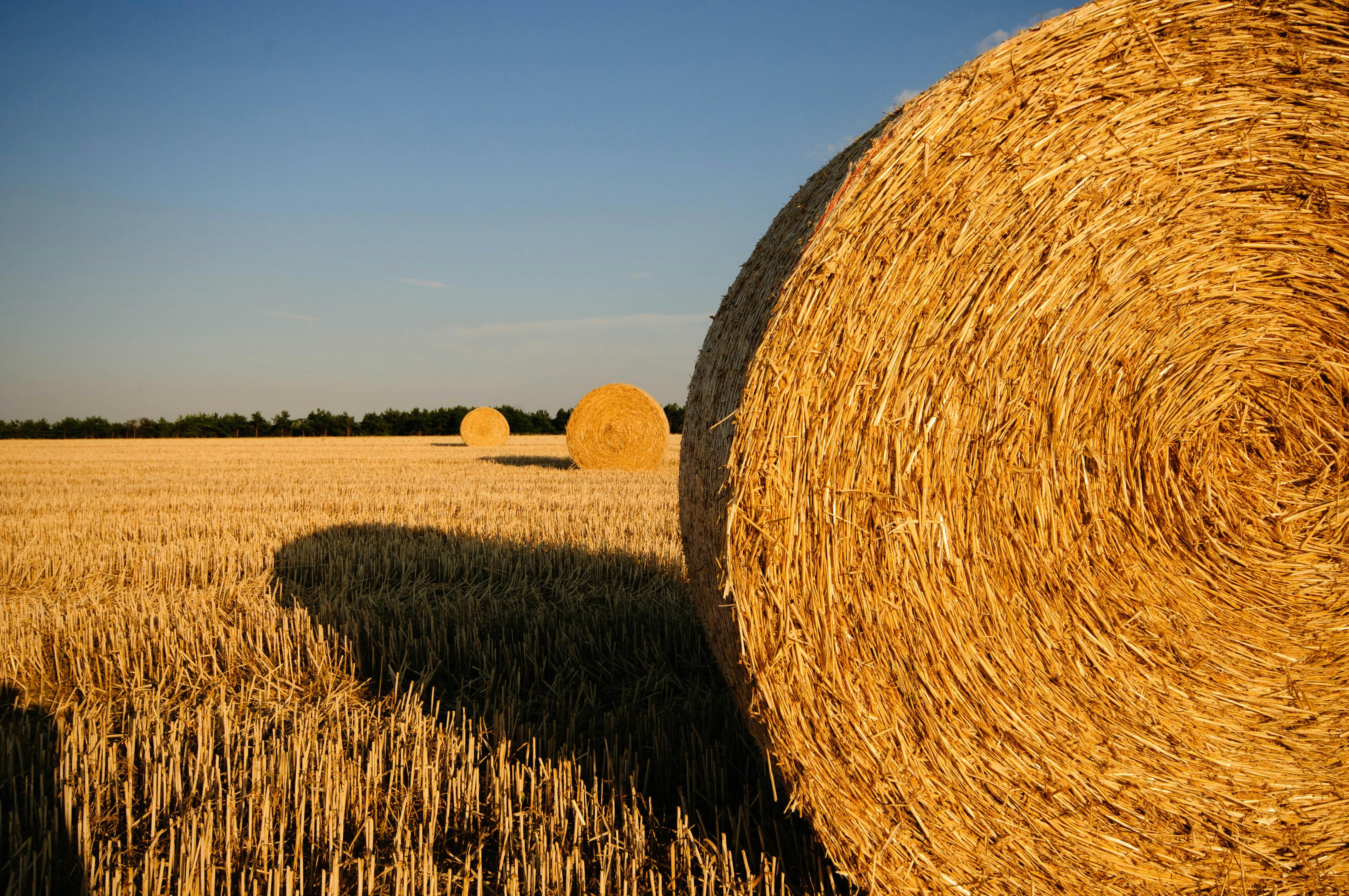 field summer straw straw bales
