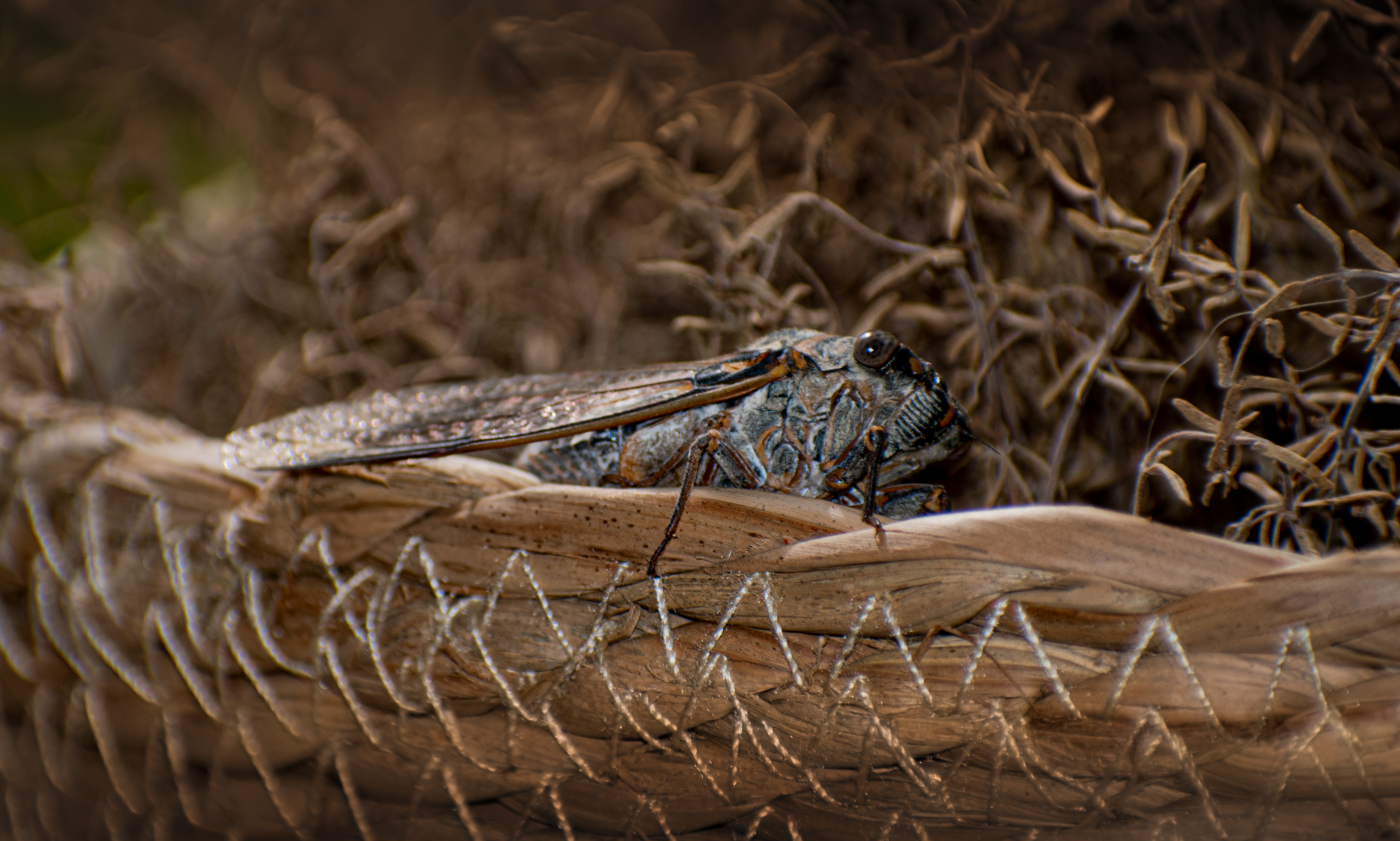 Close-up of a Cicada on Dry Grass · Free Stock Photo