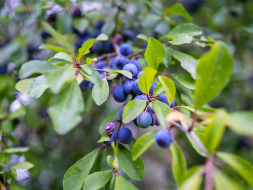 Free Violet Stock Photo