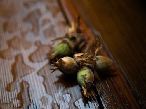 Free Noisettes Stock Photo