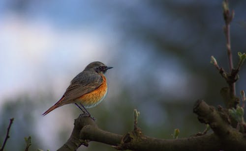 Fotografi Fokus Selektif Burung Coklat Dan Oranye Bertengger Di Cabang
