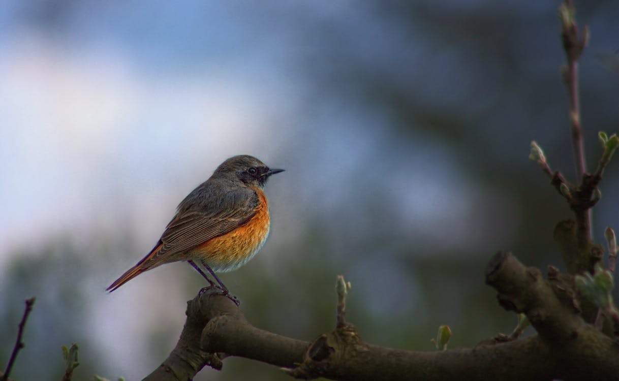 無料 枝にとまる茶色とオレンジ色の鳥の選択的な焦点写真 写真素材