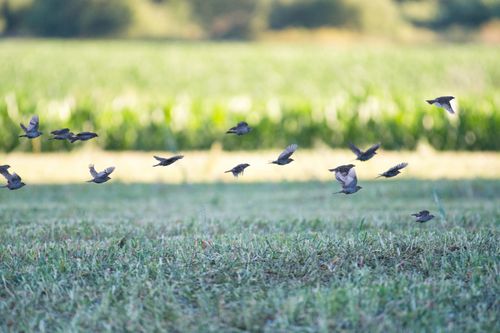 A Bird'S Field of View: Unlocking Nature's Stunning Perspective
