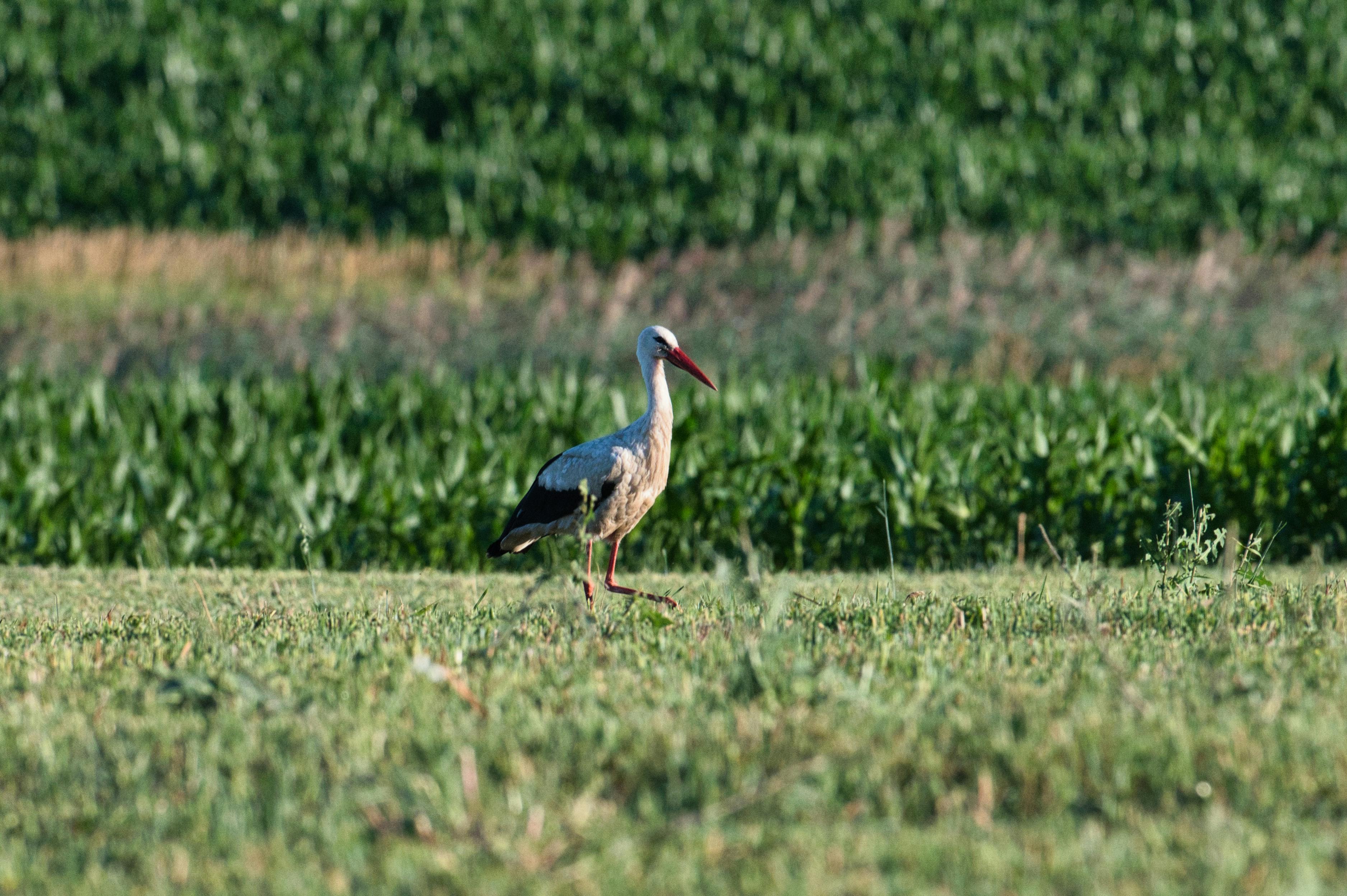 A white stork standing in a green field in Poprad, Slovakia, captured in summer.