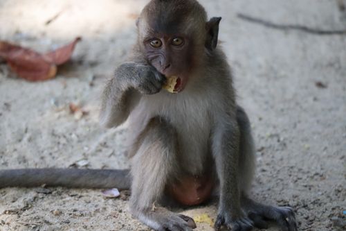 Free Cute baby monkey eating on a sandy ground in Thailand, showcasing wildlife behavior. Stock Photo