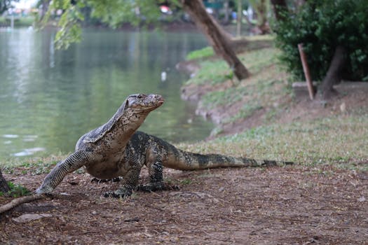 Asian water monitor lizard near a lake in Thailand, outdoors setting.