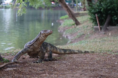 Free Asian water monitor lizard near a lake in Thailand, outdoors setting. Stock Photo