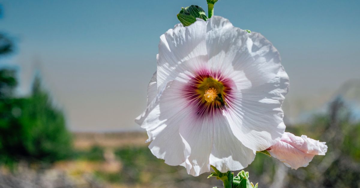 Rüyada Kır Çiçekleri Toplamak - Rüya Tabiri ve Anlamı - colorful, flower, flowerphoto içeren Ücretsiz stok fotoğraf