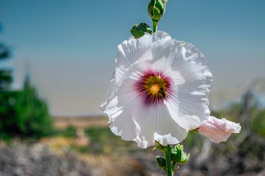 colorful, flower, flowerphoto içeren Ücretsiz stok fotoğraf