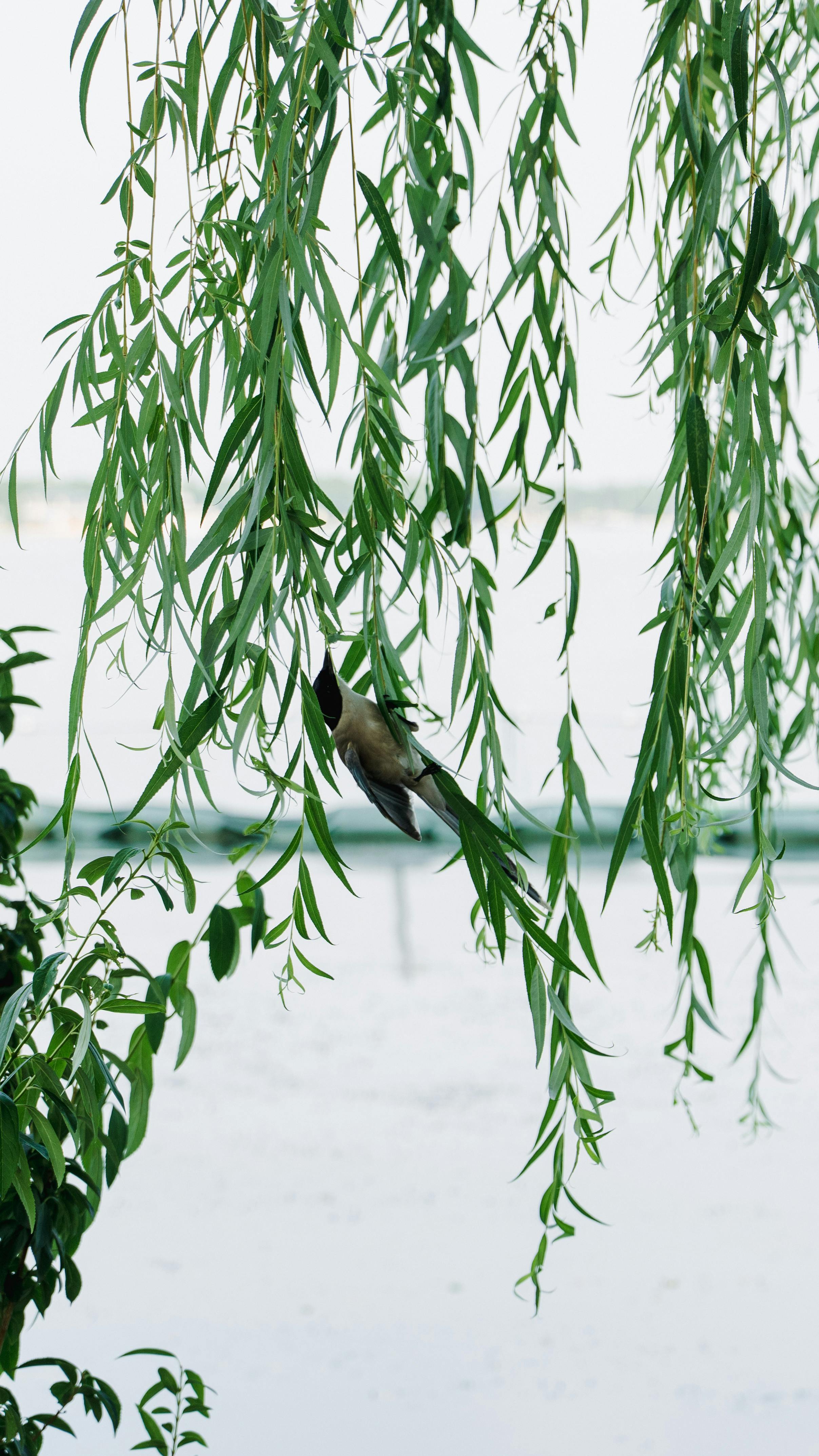бесплатная Спокойное изображение птицы, сидящей на ветке ивы, на фоне спокойного пейзажа. Стоковое фото