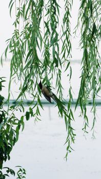 A serene image of a bird perched on a willow branch, set against a tranquil outdoor backdrop.