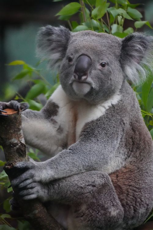 Free Close-up of a koala bear sitting on a tree branch surrounded by greenery. Stock Photo