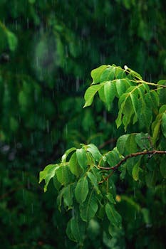 Close-up of verdant leaves during a summer rainstorm, creating a refreshing natural scene.