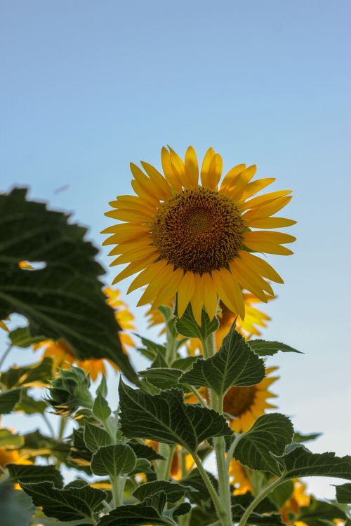 Free Close-up of a vibrant sunflower in Türkiye, capturing the essence of summer against a clear blue sky. Stock Photo