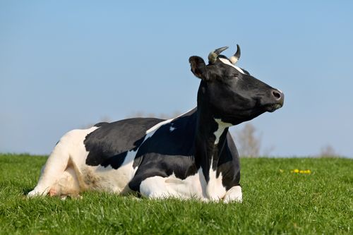 Free A peaceful Holstein cow reclines in a sunny meadow on a clear day. Stock Photo
