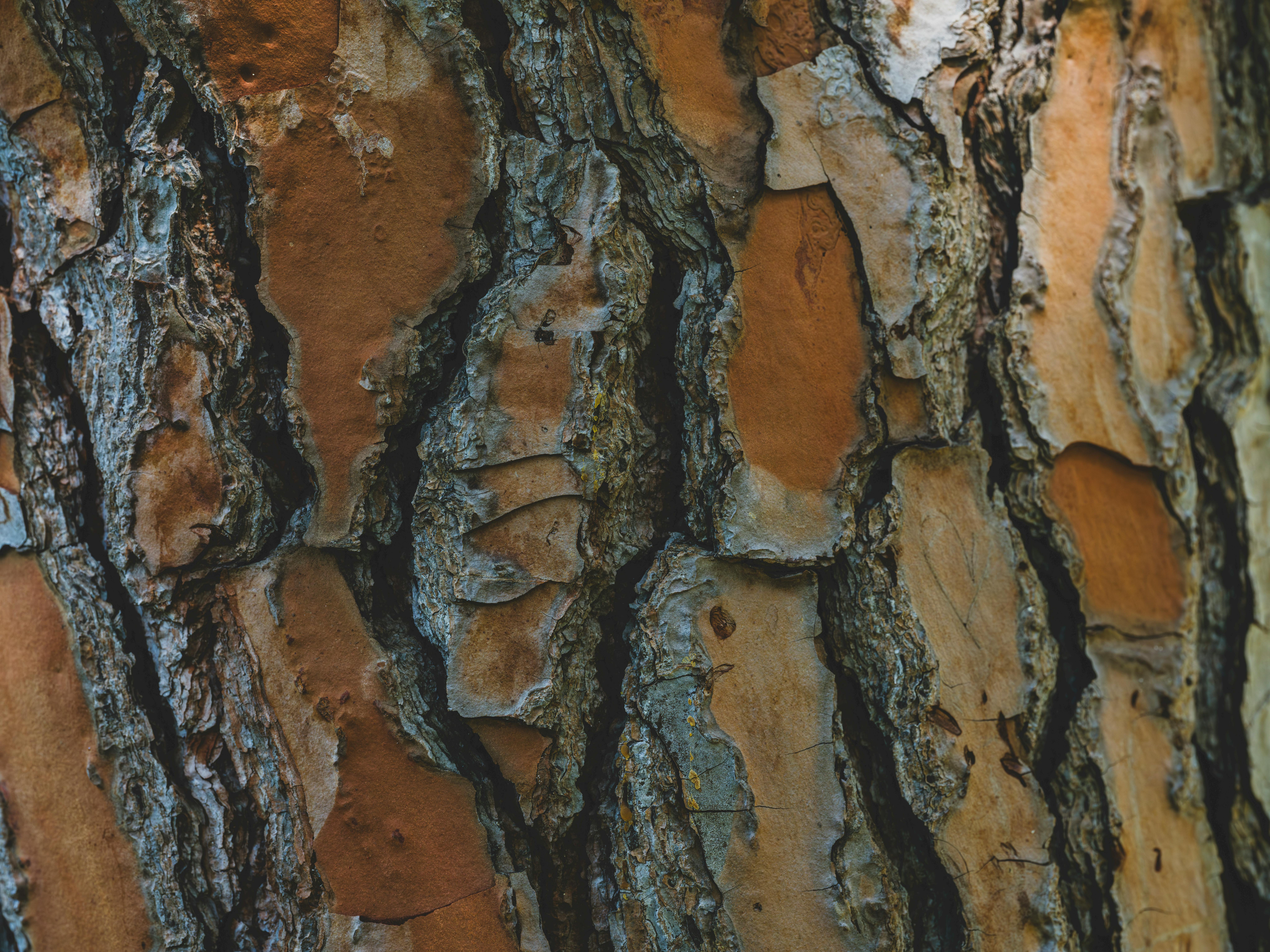 Unlock the secrets of age defying botanicals for vibrant health