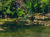 Serene Pond with Lush Greenery and Reflections
