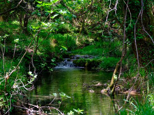 Free A tranquil stream flows through lush green forest, capturing nature's serenity on a sunny day. Stock Photo
