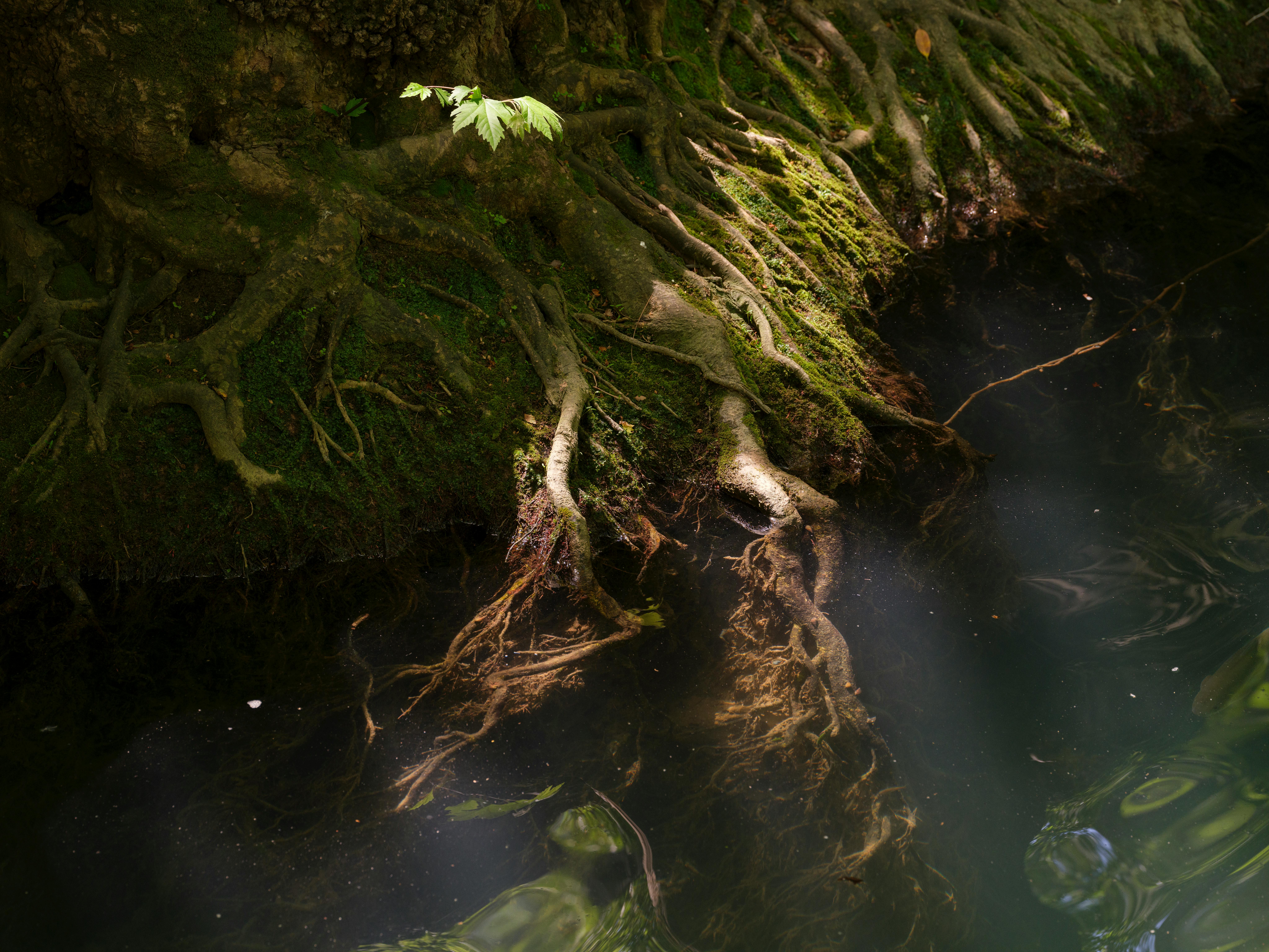 Explore the serenity of mossy tree roots extending into a calm pond, capturing the essence of nature.