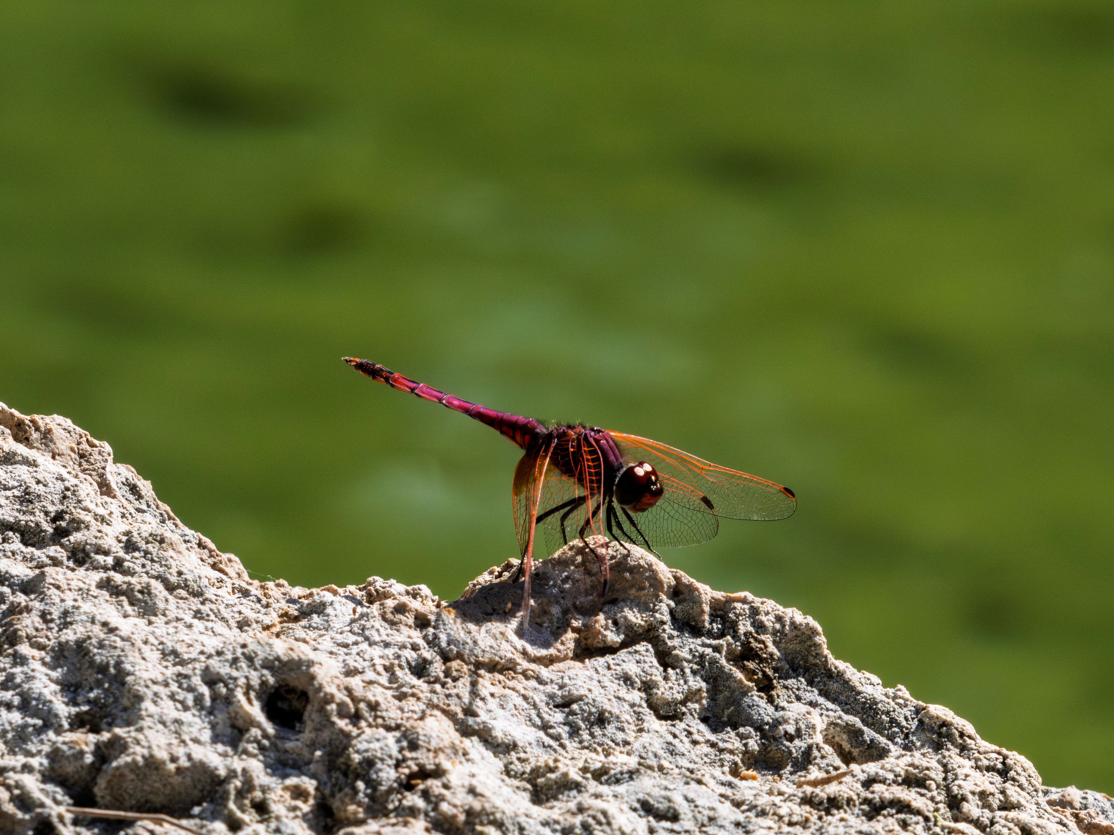 Dragon Fly