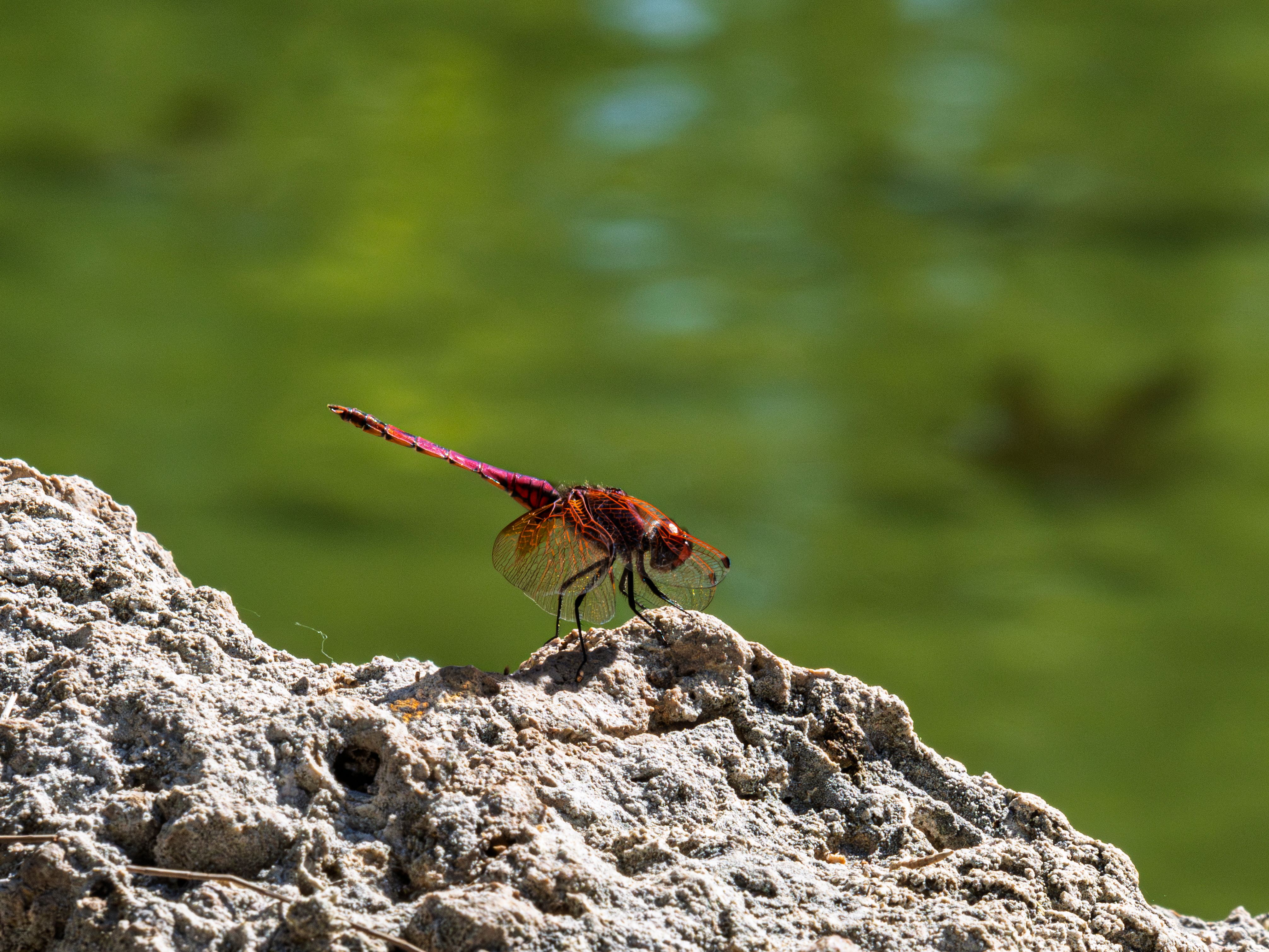 Vibrant Dragonfly Resting on a Rock by the Pond · Free Stock Photo