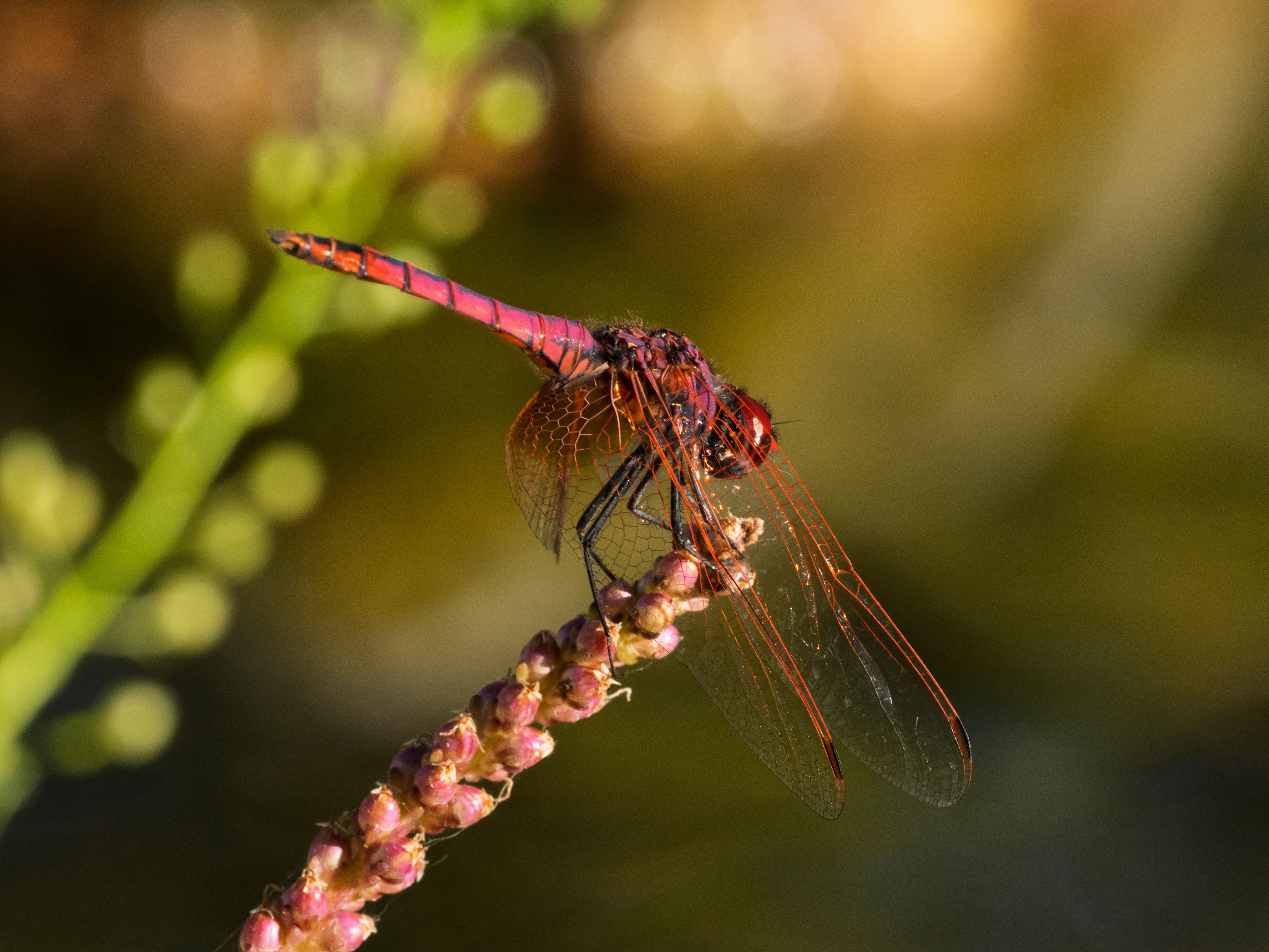 Close-up of a Vibrant Red Dragonfly Resting · Free Stock Photo