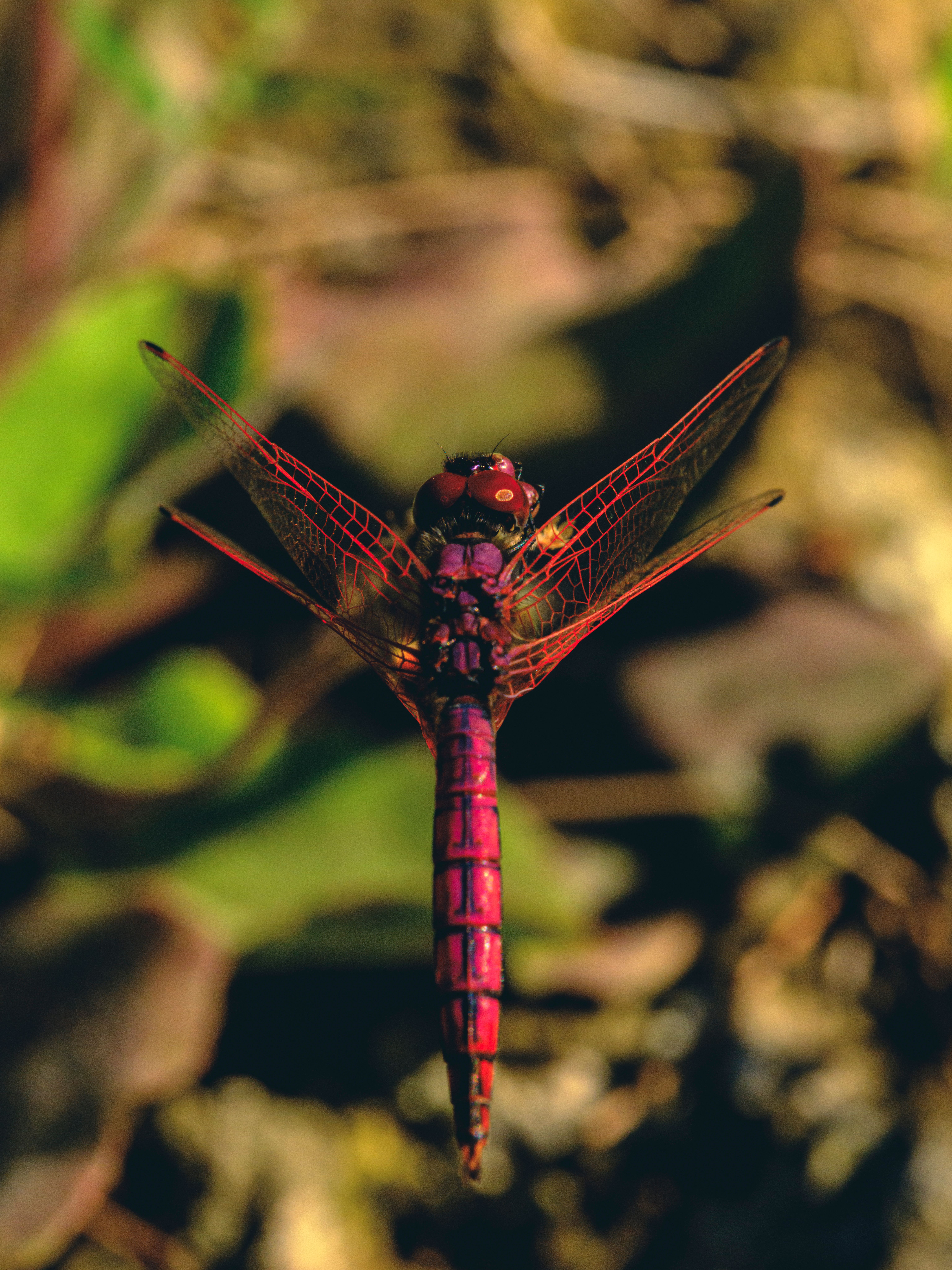 Close-Up of a Vibrant Red Dragonfly Resting · Free Stock Photo