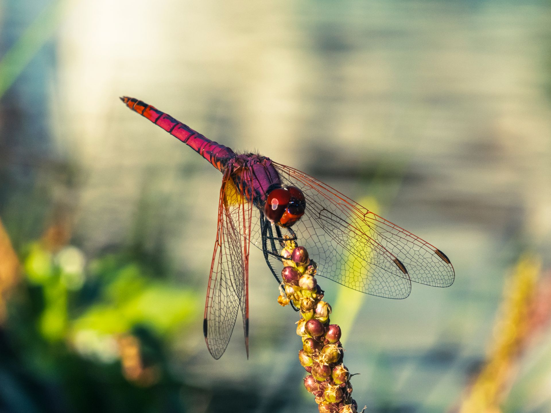 Macro shot of a vibrant red dragonfly perched on a plant in a natural setting.