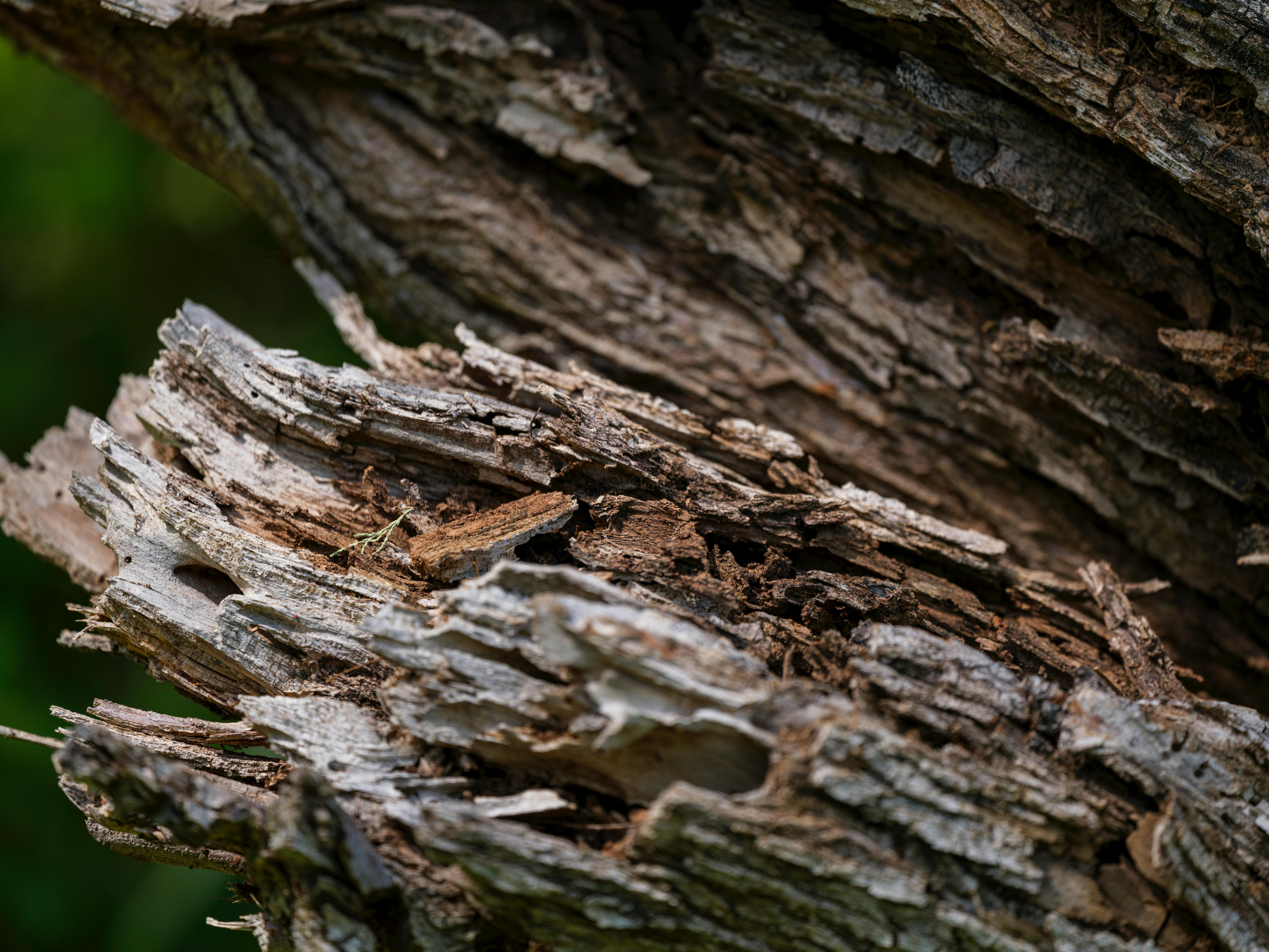 Residential Termite Control 
