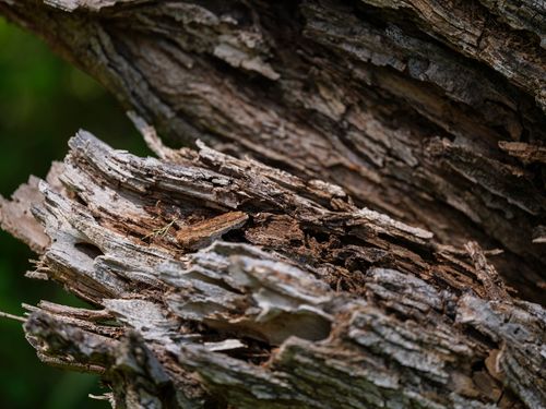 Free Detailed macro shot of aged tree bark exhibiting natural textures and patterns. Stock Photo