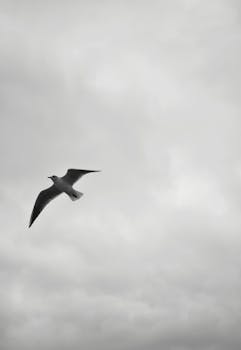 A solitary seagull gracefully flying against a cloudy backdrop. Perfect for serene and minimalistic themes.