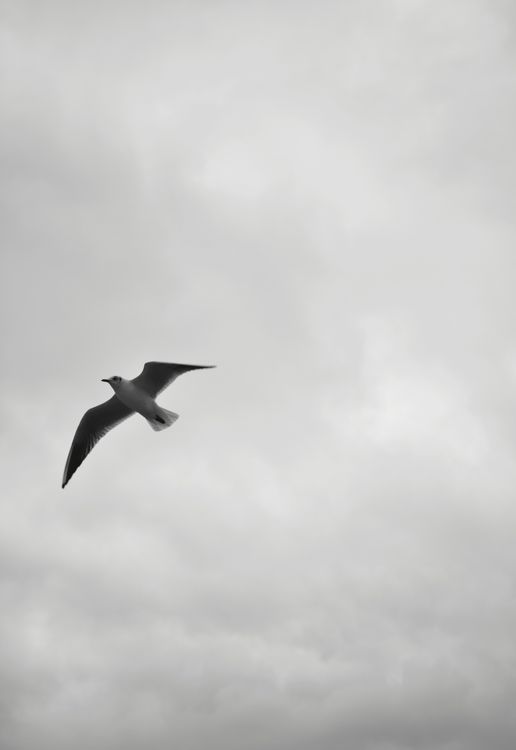 Seagull Soaring Through Overcast Sky · Free Stock Photo