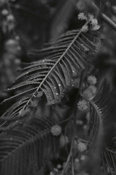 Black and white close-up of fern leaves with dewdrops, creating a moody natural scene.