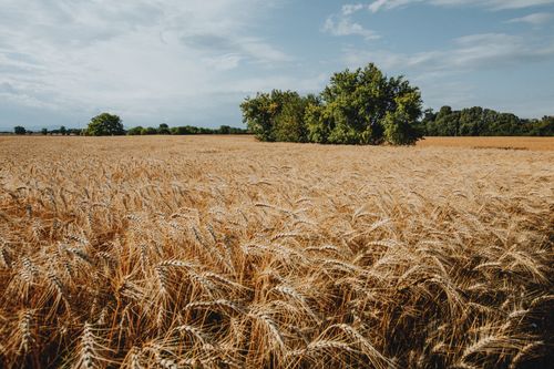 Free Golden wheat field under a bright sky with green trees in the background. Stock Photo
