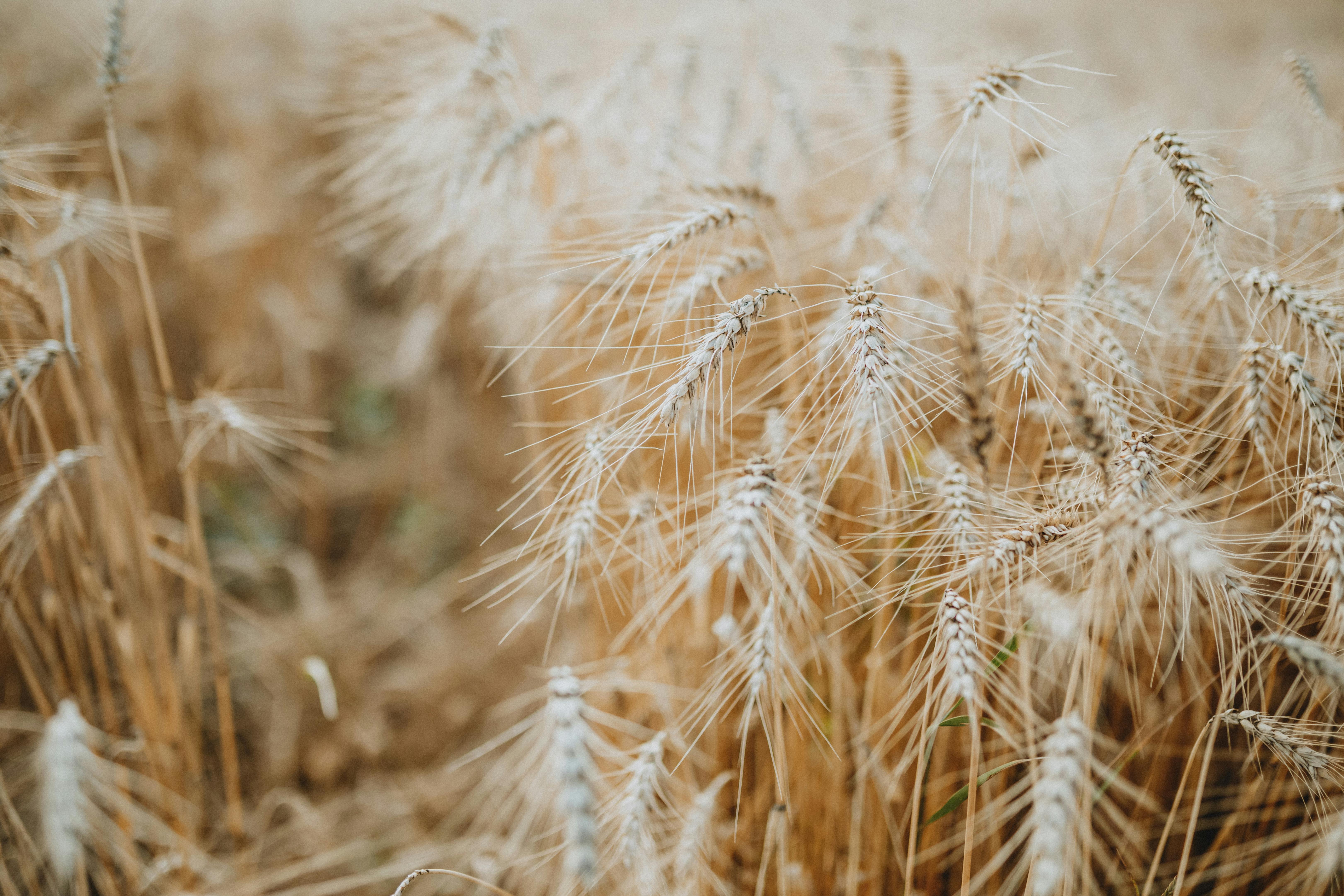 Environmentally Conscious Carpentry: Sustainable Building Practices