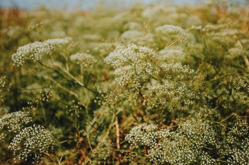 Free Vibrant summer wildflowers in full bloom against a bright sky, capturing nature's beauty. Stock Photo