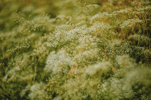 Free A vibrant meadow with white wildflowers basking in warm summer light. Stock Photo