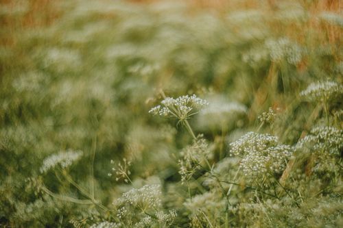 Free Detailed shot of white wildflowers in a lush green meadow during daylight. Stock Photo